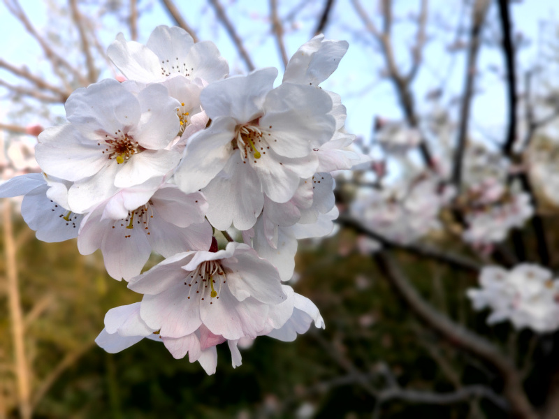家の桜